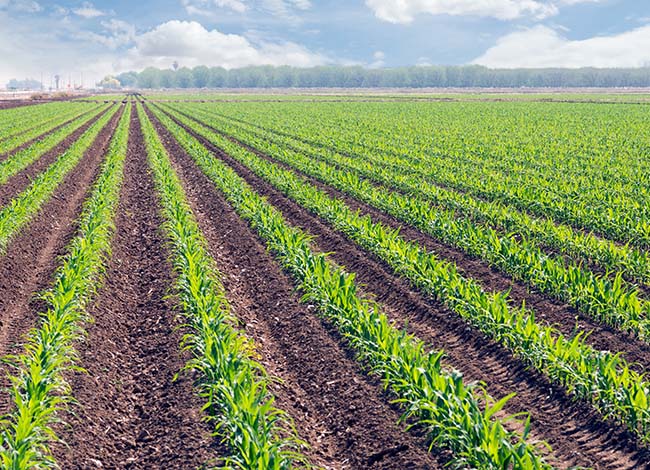 maize-field