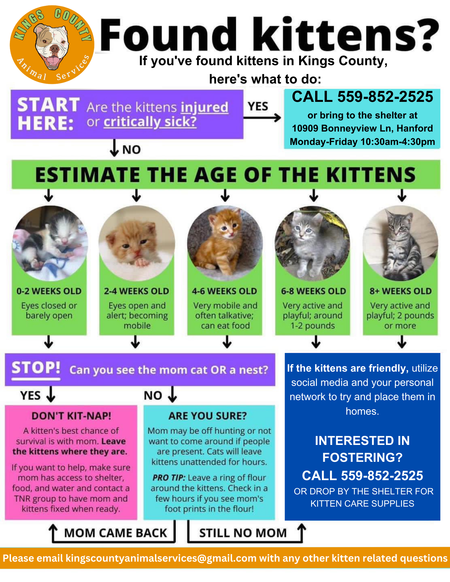 If you've found kittens in Kings County, here's what to do